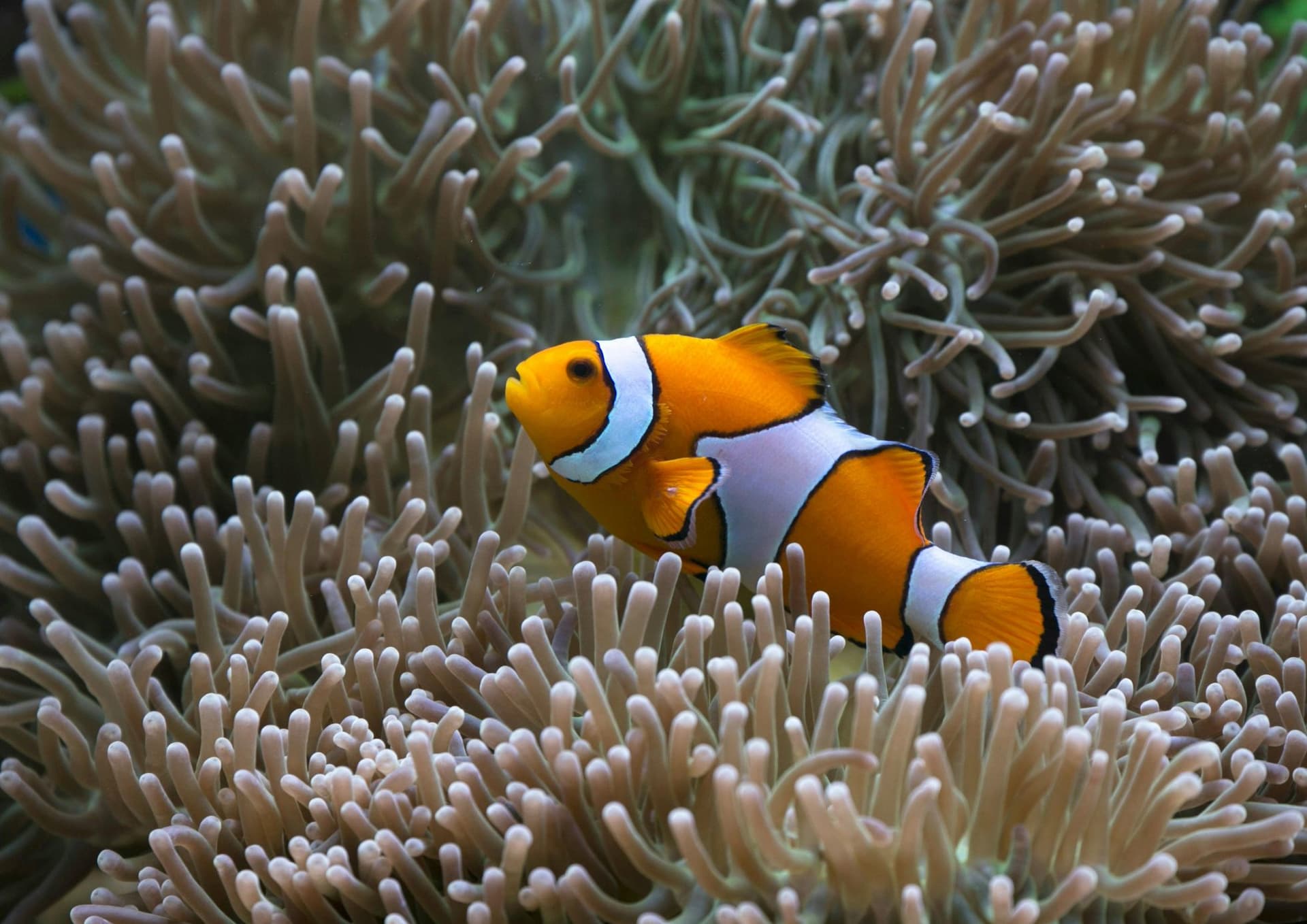Clown Fish (Nemo)