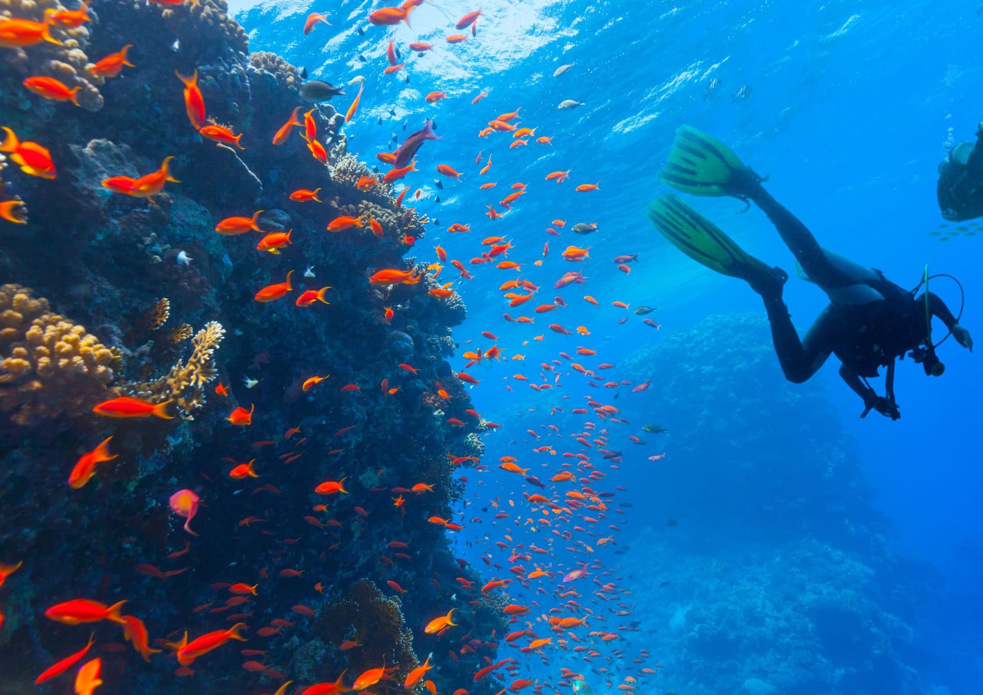 Fun Dive