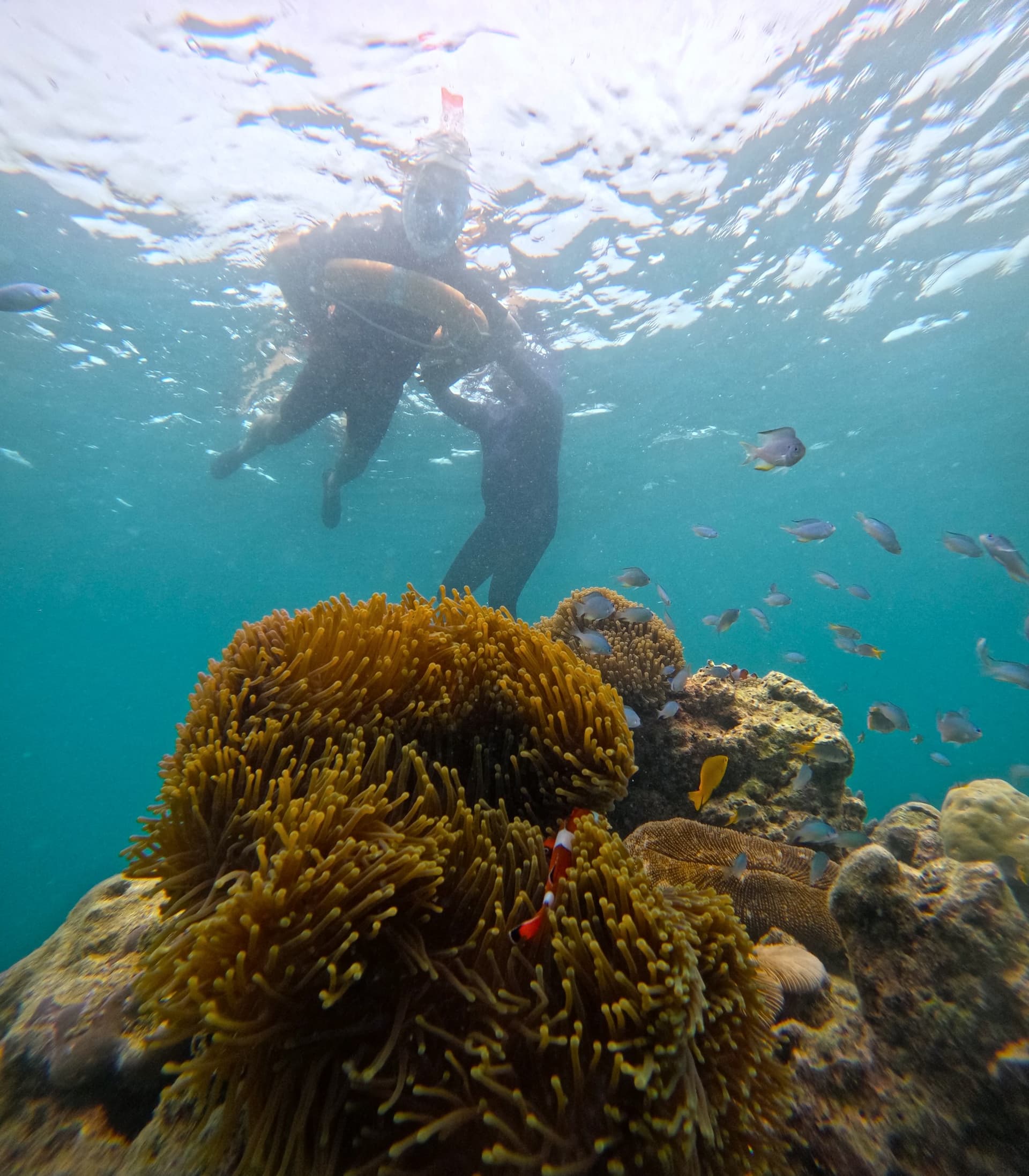 Nemo Reef
