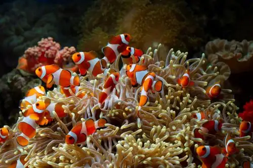 Nemo Reef