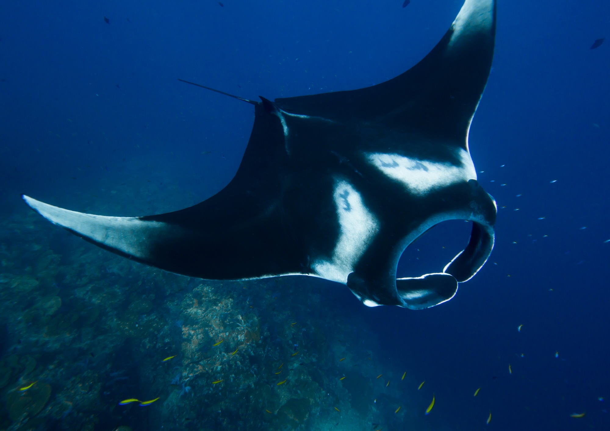 Manta Ray