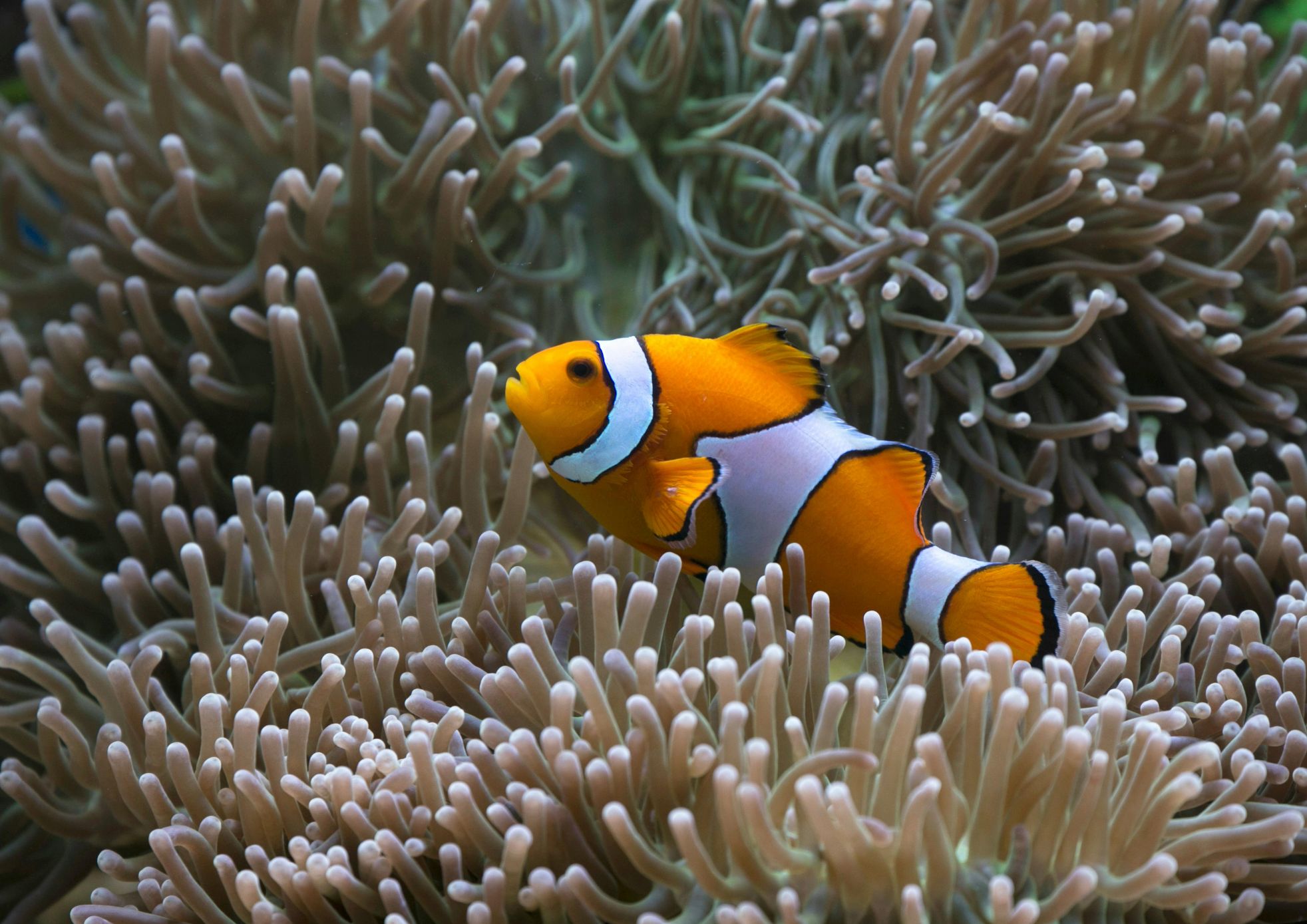 Clown Fish (Nemo)