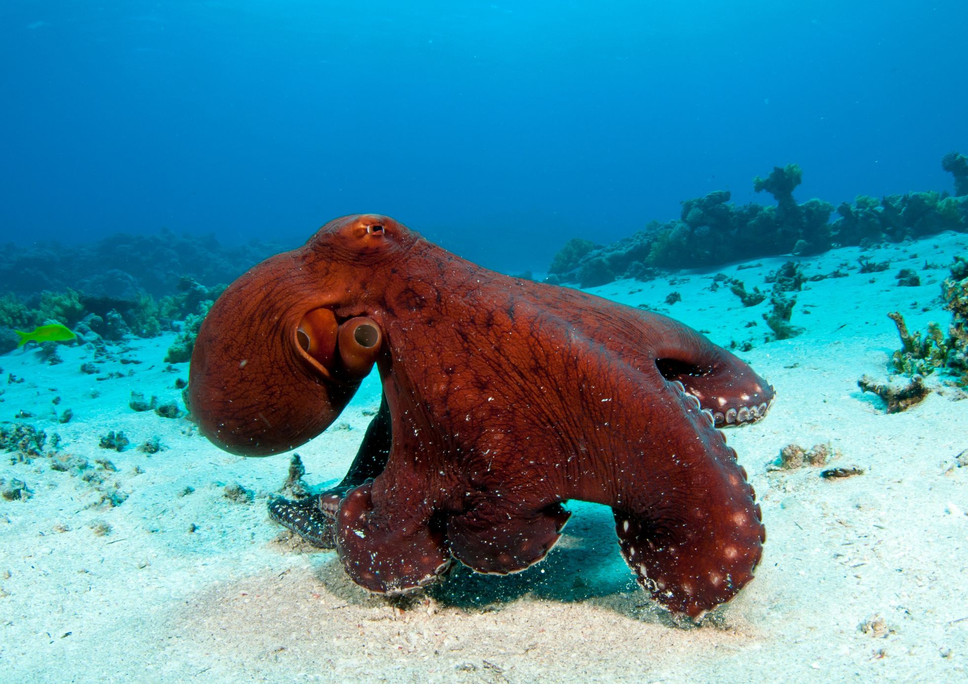 Octopus