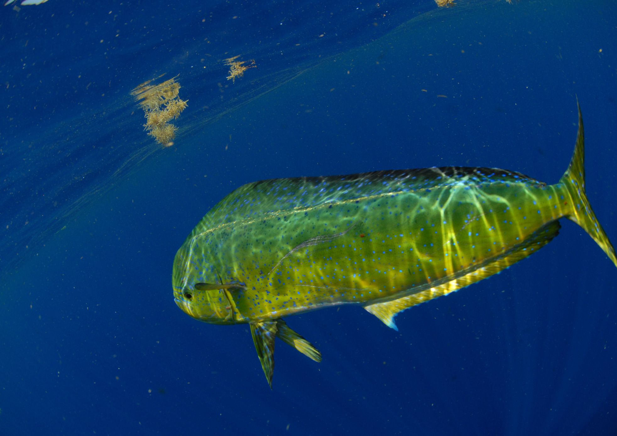 Mahi Mahi