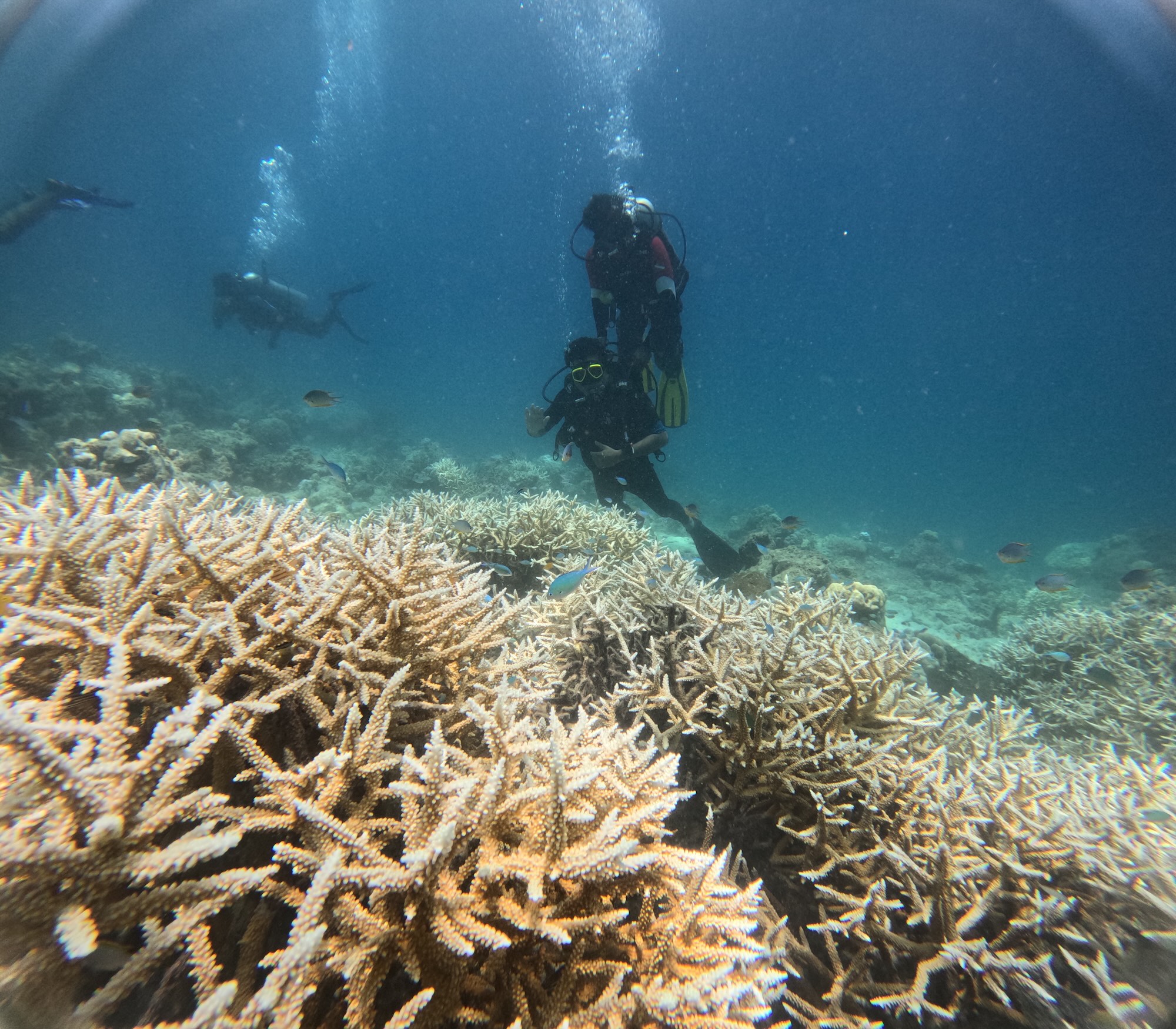 Combo Diving at Juvis and Lighthouse