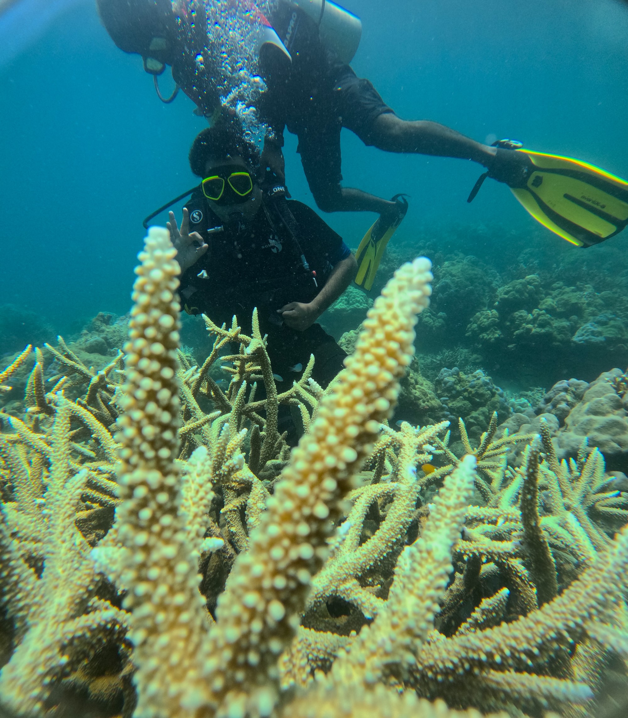 Combo Diving at Juvis and Lighthouse