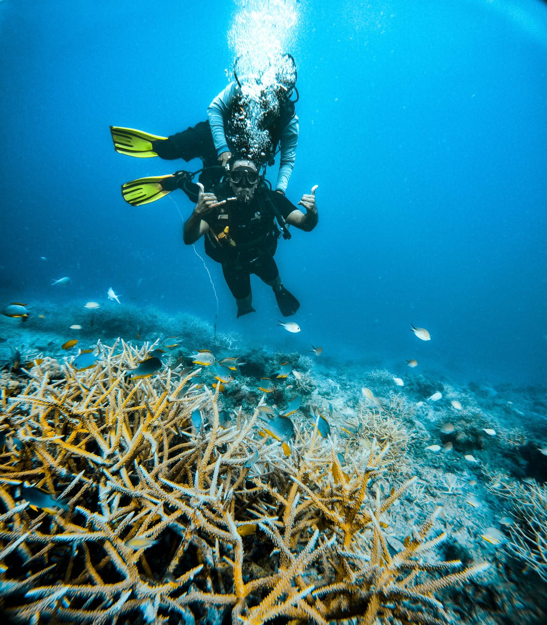 Dive at Turtle Beach Havelock