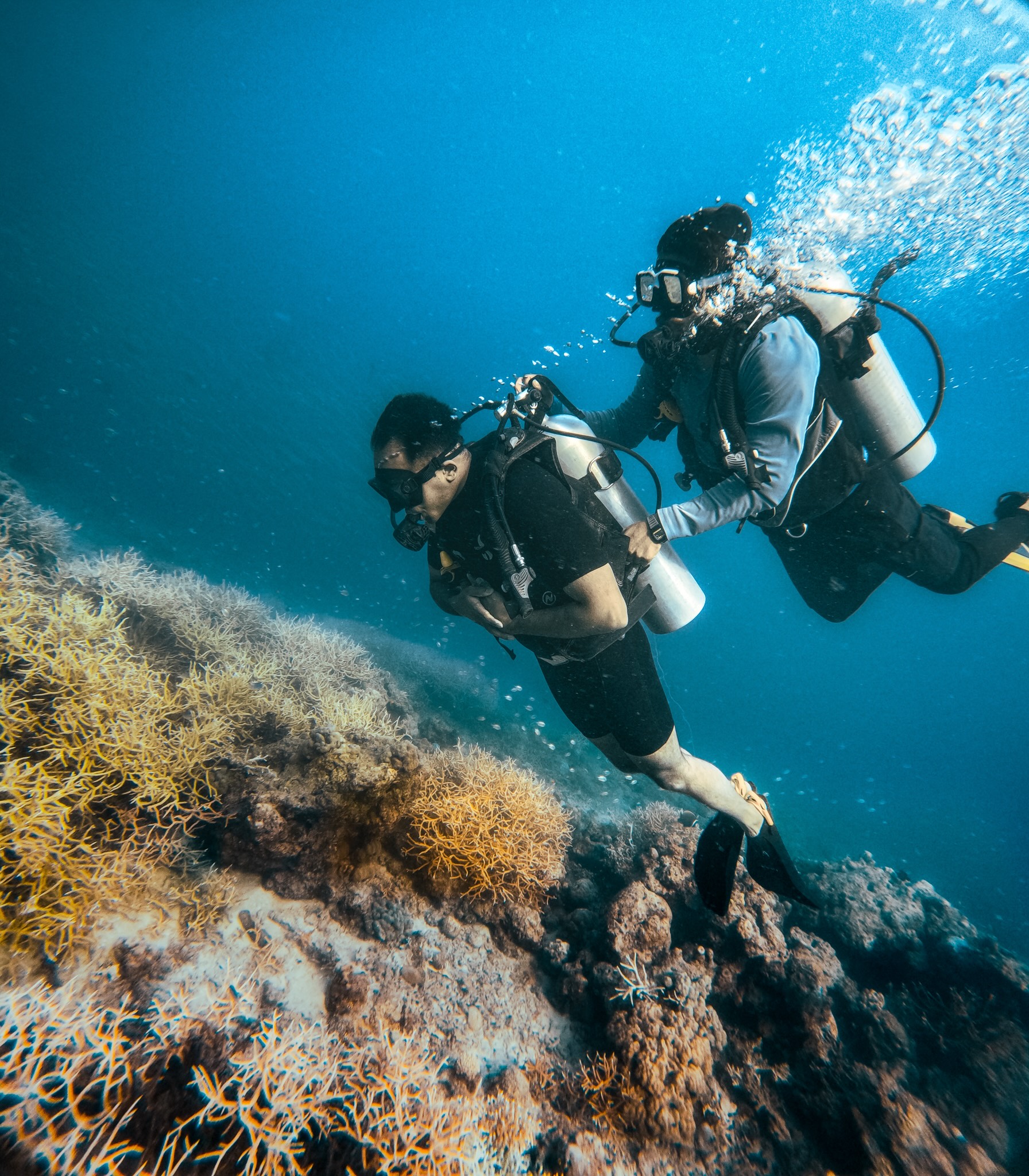Dive at Turtle Beach Havelock
