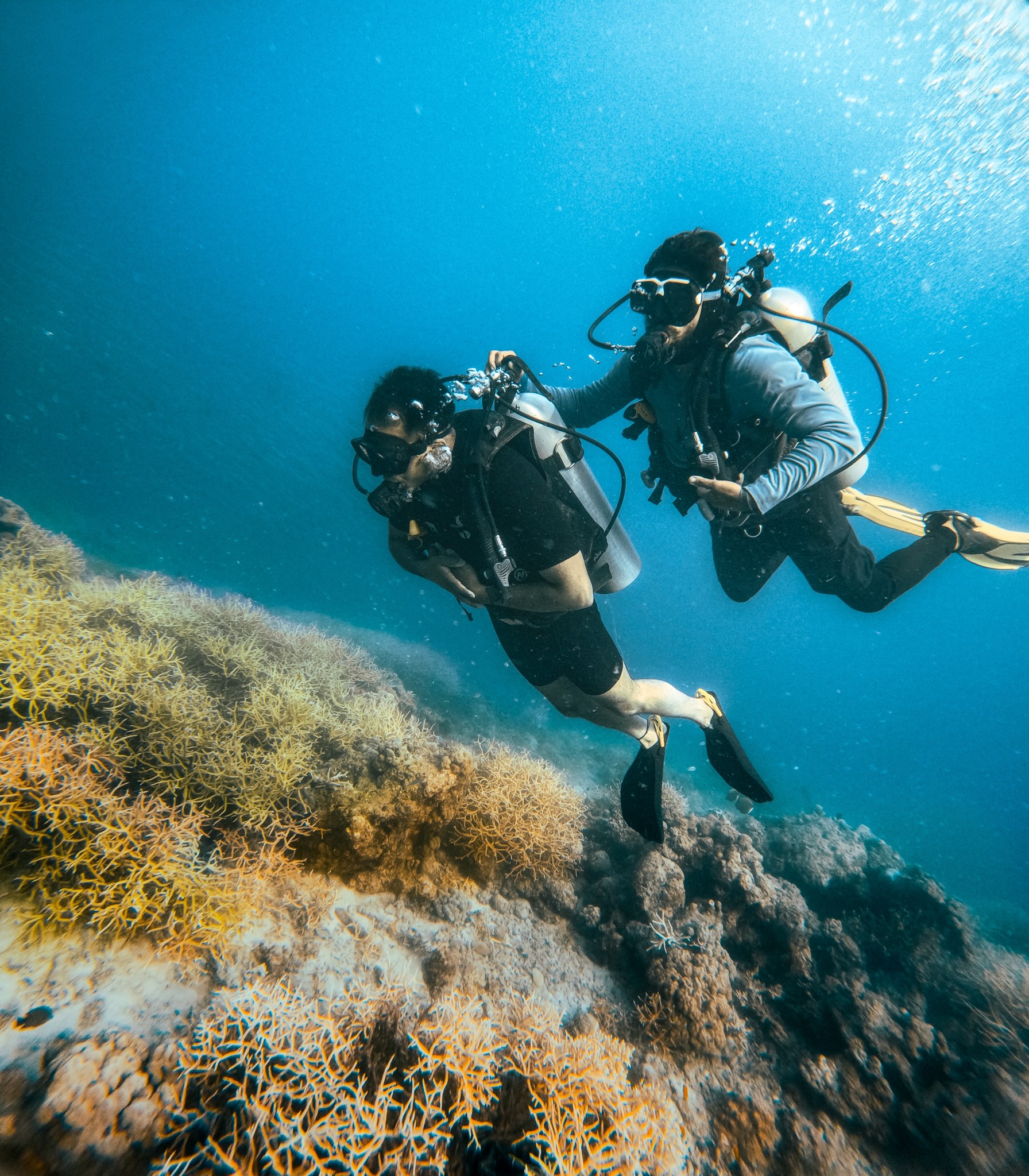 Dive at Turtle Beach Havelock