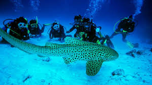 Snorkeling with Boat Ride