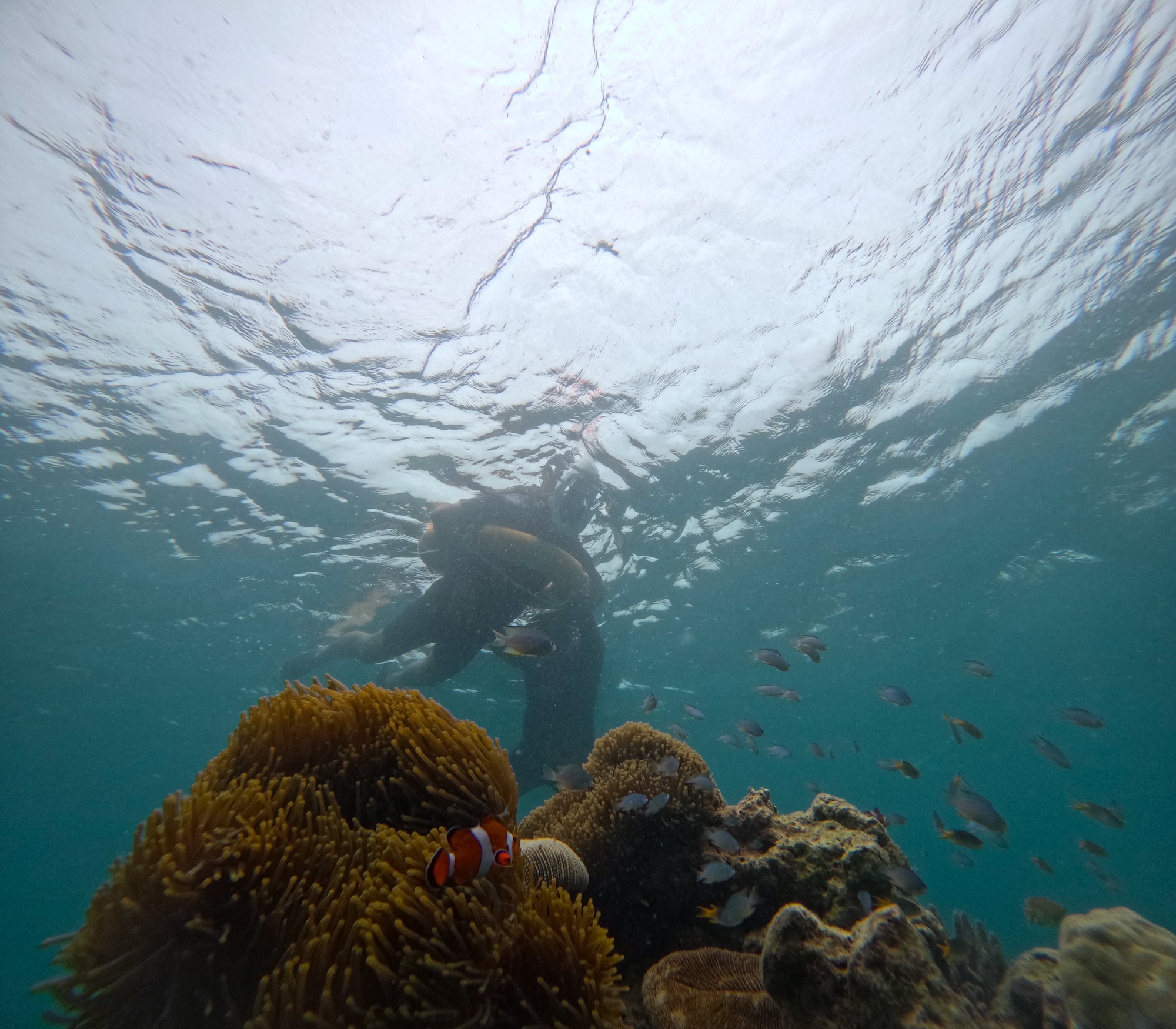 Snorkeling with Boat Ride