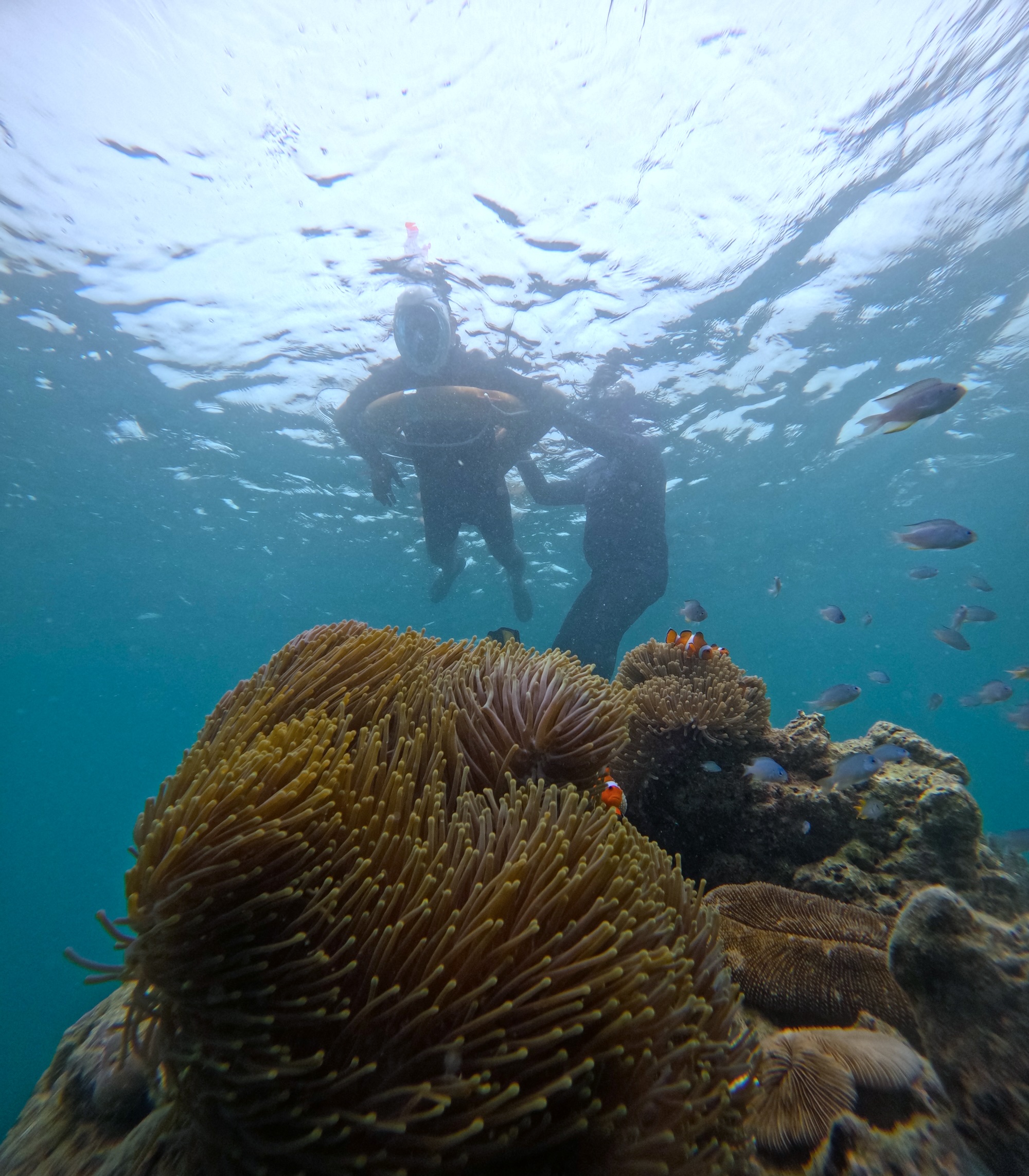 Snorkeling with Boat Ride
